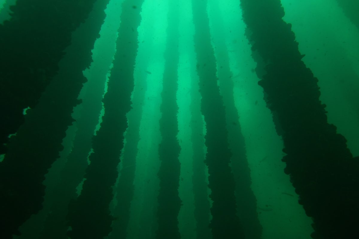 Luz atravesando el agua entre las algas en la Ría de Vigo